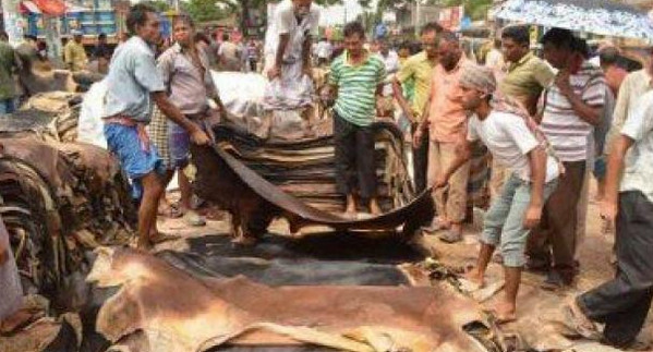 কাঁচা চামড়া সংগ্রহে ১১ পরামর্শ বাণিজ্য মন্ত্রণালয়ের