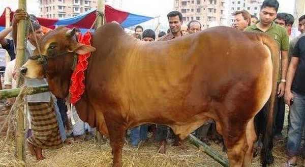 অবশেষে ৩০০ টাকা কেজি দরে বিক্রি হচ্ছে কোরবানির গরু