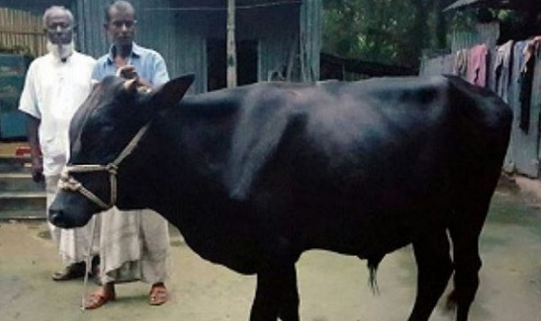 প্রধানমন্ত্রীর নামে ১০ বছর ধরে কোরবানি দিচ্ছেন তিনি