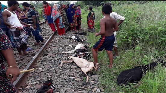 ট্রেনে কা'টা পড়ে একসঙ্গে প্রাণ গেল ১৯ ছাগলের