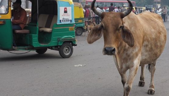 গরু নিয়ে ভারতে নতুন কাণ্ড