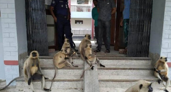 অভিযোগ জানাতে থানায় হাজির একদল হনুমান