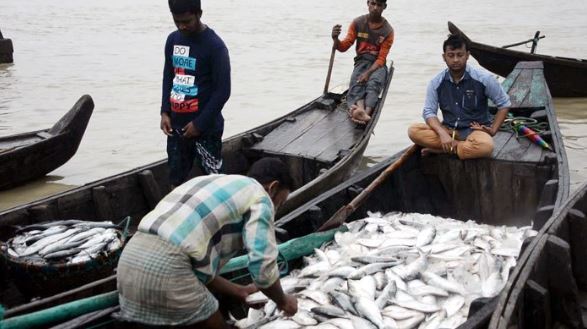 একেবারেই কমে গেছে ইলিশের দাম