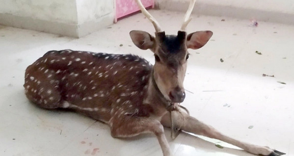 বুলবুলের তাণ্ডবে লোকালয়ে চিত্রা হরিণ