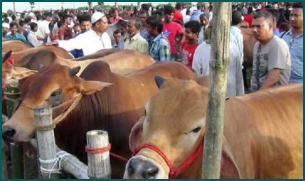 ঢাকা সহ এই ৪ জেলায় পশুর হাট না বসানোর প্রস্তাব