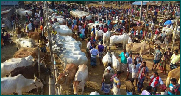 রাজধানীতে পশুর হাট বসতে দেওয়া হবে না বললেন স্বরাষ্ট্র মন্ত্রণালয়