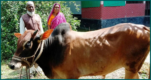 এবারও শেখ হাসিনার নামে গরু কোরবানি