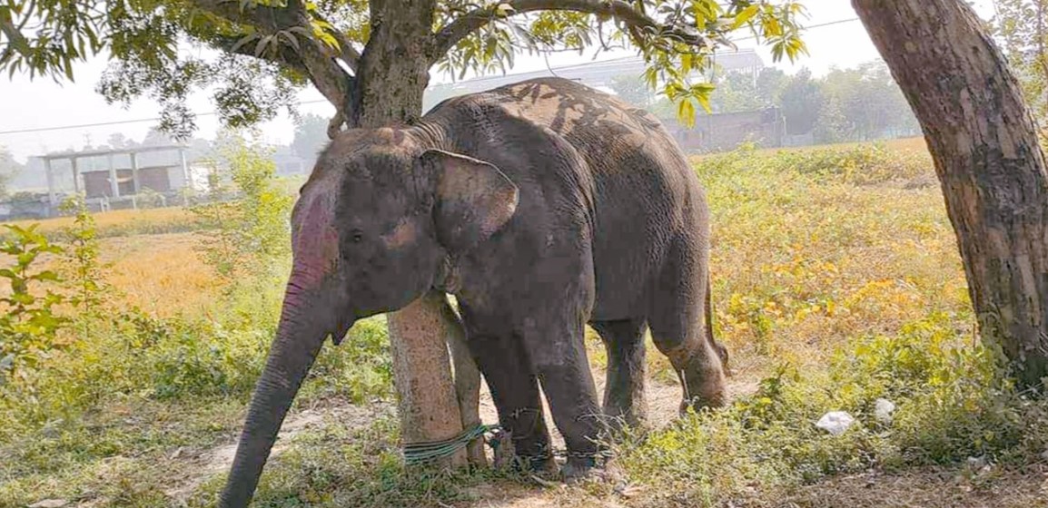 মানুষের প্রাণ খেঁকো হাতিকে দেখতে জনতার উপচে পরা ভিড়