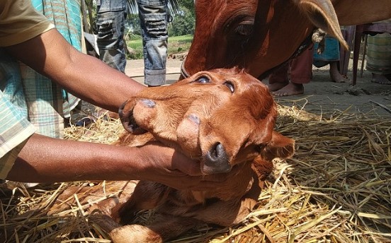 তাজা খবরঃ দুই মুখ ও চার চোখ বিশিষ্ট একটি গরুর জন্ম