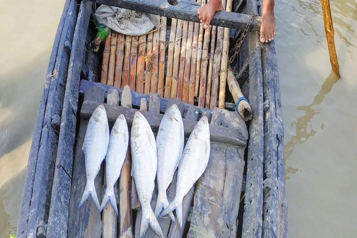 হতভাগা সৌদি প্রবাসীর ইলিশ খাওয়া আর হলো না