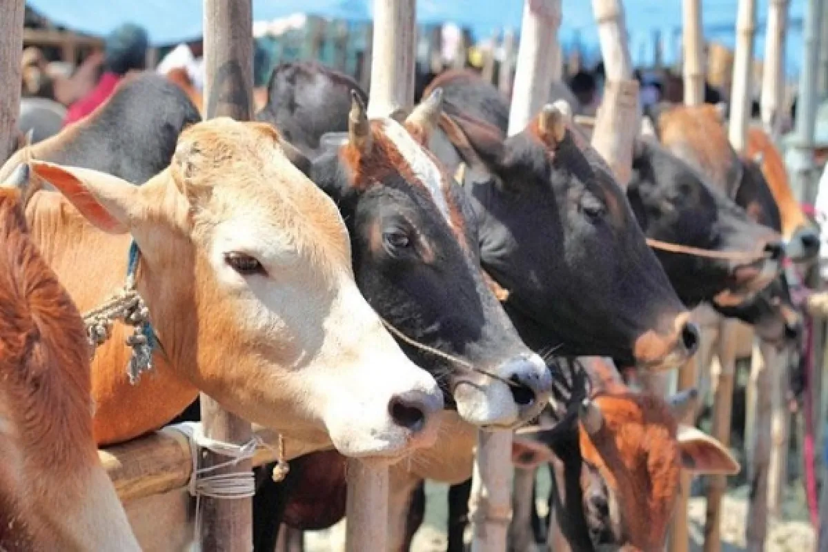 কোরবানি কয়দিন করা যায়, জেনেনিন কোরআন হাদীসের আলোকে