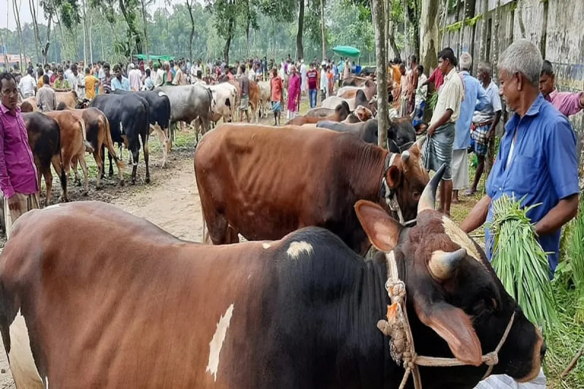 কুরবানির পশু চুরি বা মারা গেলে কী করণীয়, দেখেনিন ইসলাম কি বলে