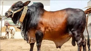 কী পরিমাণ টাকা থাকলে কোরবানি করা বাধ্যতামূলক